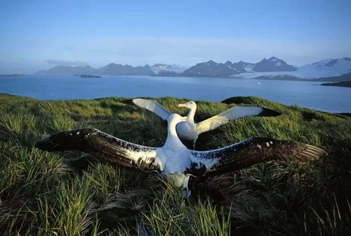 Framed Print : Wandering albatross (Diomedea exulans) courtship display, Albatross Island, South Georgia, Antarctica, Islands in the southern ocean, December JPF30624 Framed Print : Wandering albatross (Diomedea exulans) courtship display, Albatross Island, South Georgia, Antarctica, Islands in the southern ocean, December JPF30624