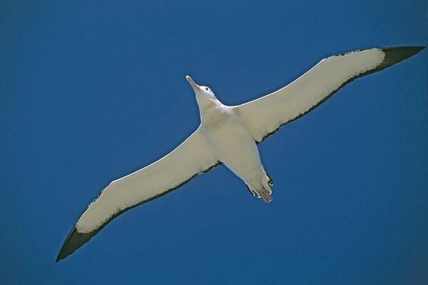 Wandering Albatross - in flight, Antarctic region, Islands in the southern ocean JPF30684