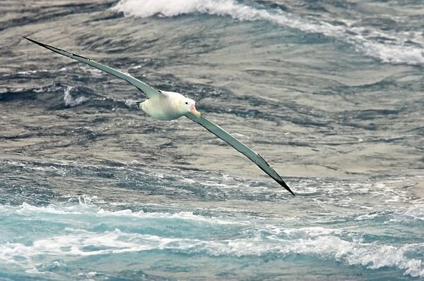 Wandering Albatross - In flight over sea Antarctic Ocean BI007224