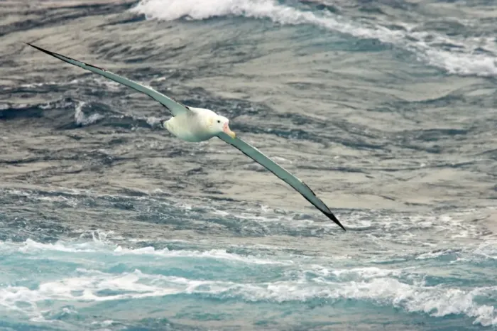 Framed Print : Wandering Albatross - In flight over sea Antarctic Ocean BI007224 Framed Print : Wandering Albatross - In flight over sea Antarctic Ocean BI007224