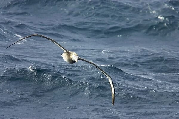 Wandering Albatross - In flight over sea Drake Passage Antarctica BI007196