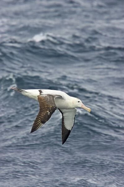 Wandering Albatross - In flight over sea Drake Passage, Antarctica. BI007217