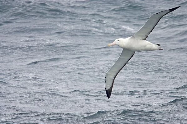 Wandering Albatross - In flight over sea Drake Passage, Antarctica. BI007221