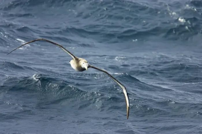 Framed Print : Wandering Albatross - In flight over sea Drake Passage Antarctica BI007196 Framed Print : Wandering Albatross - In flight over sea Drake Passage Antarctica BI007196