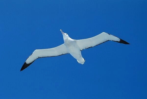 Wandering albatross - gliding