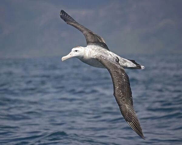 Wandering albatross; off South Island, New Zealand. In flight