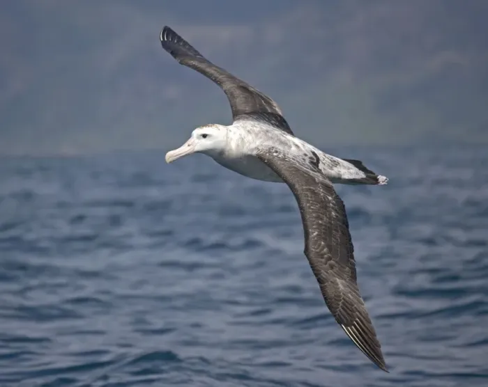 Framed Print : Wandering albatross; off South Island, New Zealand. In flight Framed Print : Wandering albatross; off South Island, New Zealand. In flight