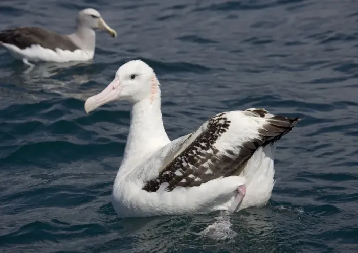 Framed Print : Wandering albatross; off South Island, New Zealand Framed Print : Wandering albatross; off South Island, New Zealand