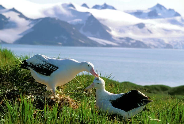 Wandering Albatross - Pair preening (part of courtship behaviour), Albatross Island, South Georgia, Antarctica, Islands in the southern ocean, December JPF30665