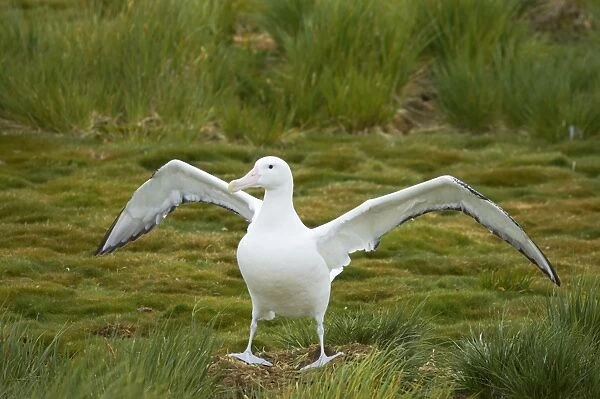 Wandering Albatross - Stretching wings Prion Island, South Georgia. BI007138