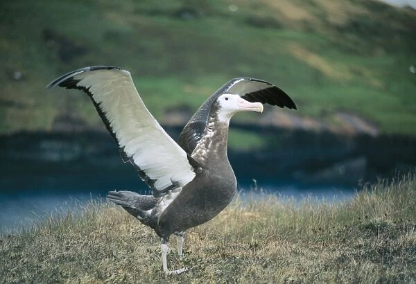 Wandering Albatross Young, flapping wings learning to fly. Crozet Island
