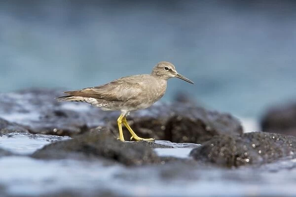 Wandering Tatler (Heteroscelus incanus), in winter plumage, feeding on rocky shore, Galapagos