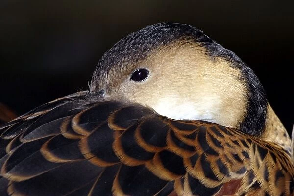 Wandering whistle-duck (Dendrocygna arcuata) Port Douglas, Queensland, Australia Captive specimen
