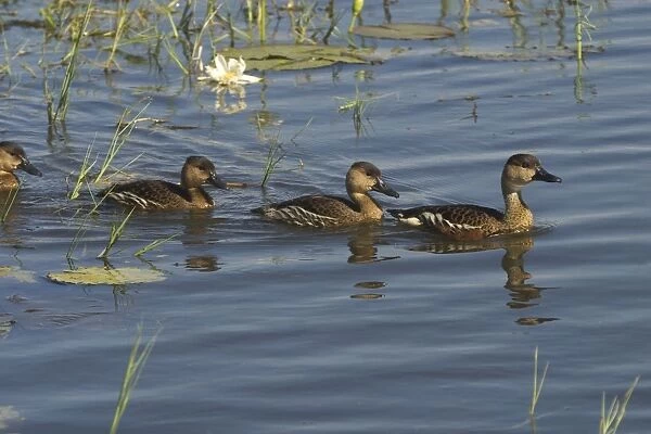 Wandering Whistling-Ducks - Adult and nearly full grown youngsters. Also known as: Water Whistle-duck, Water Whistle Duck and Whistling Tree-duck At Marlgu Billabong