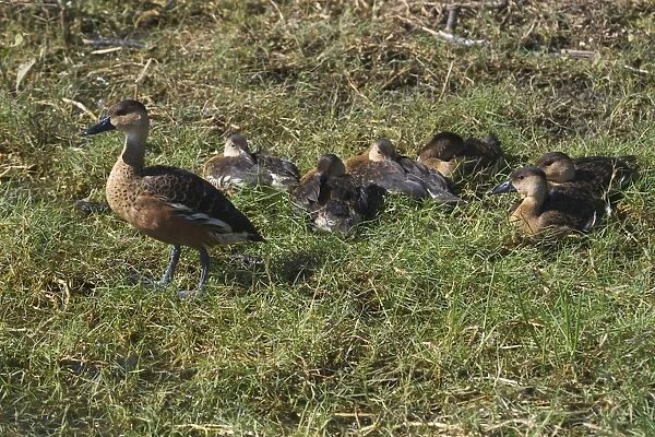 Wandering Whistling-Ducks - Adult and nearly full grown youngsters. Also known as Water Whistle-duck, Water Whistle Duck and Whistling Tree-duck At Marlgu Billabong