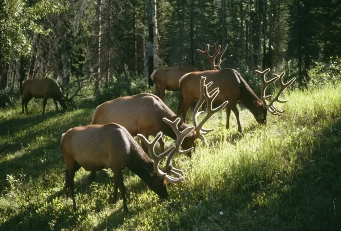 Framed Print : Wapiti (Elk) Grazing in woodland, Rockies