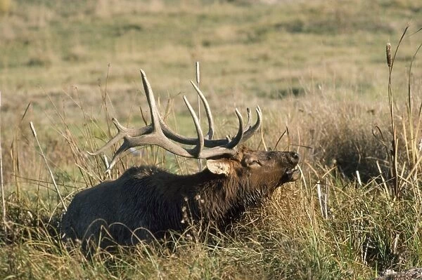 Wapiti  /  Elk - male in wallow bugling Montana, USA