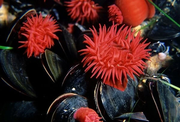 Waratah anemone - growing alongside a cluster of Mussels, Brachidontes rostratus, Pirates Bay, Eaglehawk Neck, Tasmania, Australia TED00514