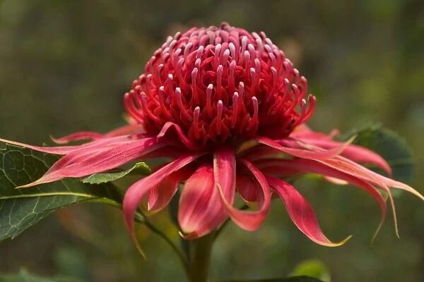 Waratah - single blossom of a flowering Waratah, the most spectacular of the park's wildflowers - Blue Mountain National Park, New South Wales, Australia