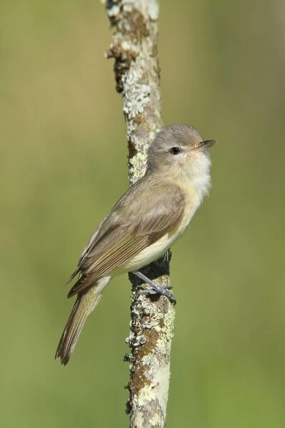 Warbling Vireo - Connecticut USA - June