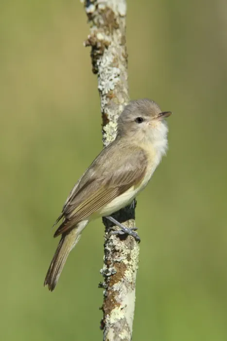 Framed Print : Warbling Vireo - Connecticut USA - June Framed Print : Warbling Vireo - Connecticut USA - June