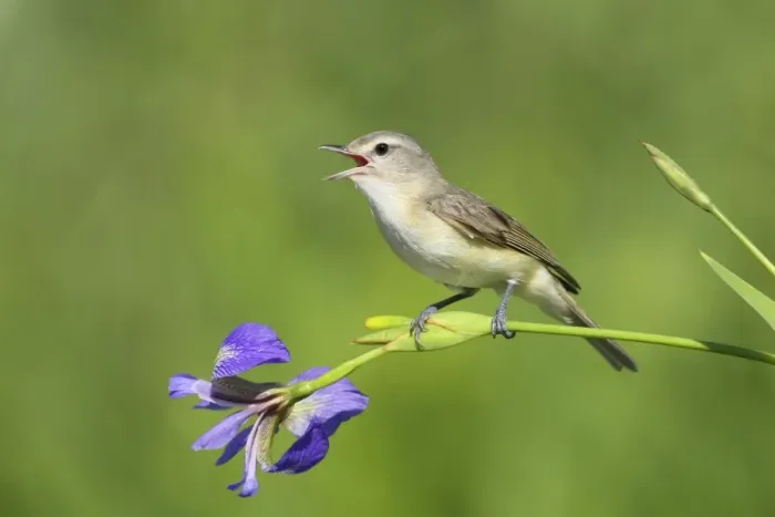 Framed Print : Warbling Vireo - Singing - Connecticut USA - June Framed Print : Warbling Vireo - Singing - Connecticut USA - June
