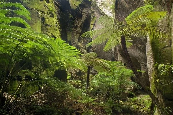 Ward's Canyon - majestic tree fern and king fern grow in idyllic Ward's canyon which is part of Carnarvon Gorge which again is located in Queensland's arid outback
