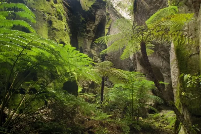 Framed Print : Ward's Canyon - majestic tree fern and king fern grow in idyllic Ward's canyon which is part of Carnarvon Gorge which again is located in Queensland's arid outback