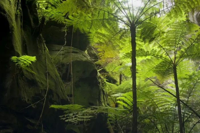 Framed Print : Ward's Canyon - majestic tree fern and king fern grow in idyllic Ward's canyon which is part of Carnarvon Gorge which again is located in Queensland's arid outback Framed Print : Ward's Canyon - majestic tree fern and king fern grow in idyllic Ward's canyon which is part of Carnarvon Gorge which again is located in Queensland's arid outback