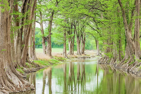 Waring, Texas, USA. Trees along the Guadalupe River in the Texas Hill Country. Date: 14-04-2021