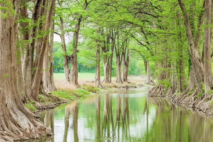 Framed Print : Waring, Texas, USA. Trees along the Guadalupe River in the Texas Hill Country. Date: 14-04-2021 Framed Print : Waring, Texas, USA. Trees along the Guadalupe River in the Texas Hill Country. Date: 14-04-2021