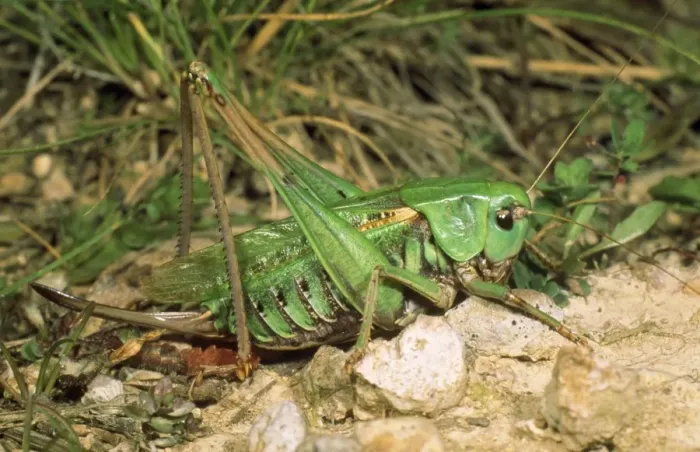 Framed Print : Wart-bitter Bush Cricket - female Framed Print : Wart-bitter Bush Cricket - female