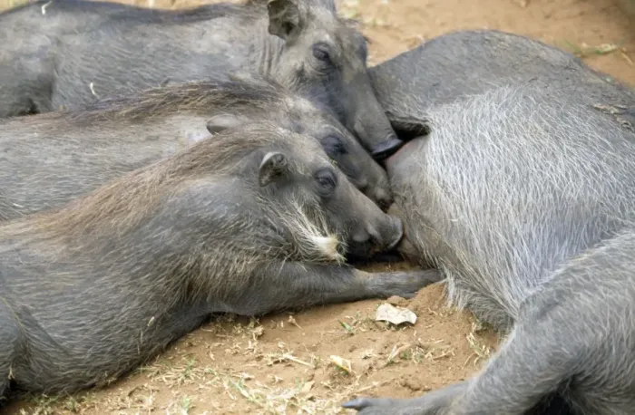 Framed Print : Warthog - adult & young suckling Framed Print : Warthog - adult & young suckling