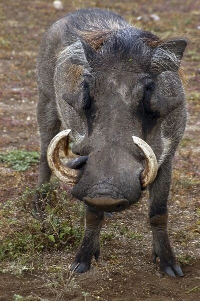 Warthog - Africa