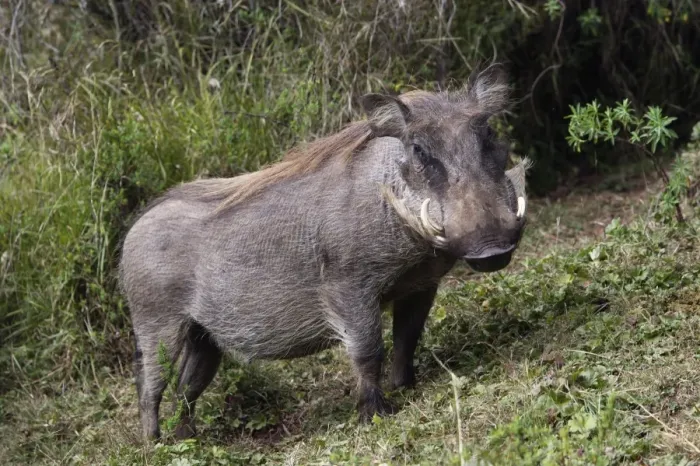 Framed Print : Warthog. Bale Mountains - Ethiopia. 4000 m- 4300 m Framed Print : Warthog. Bale Mountains - Ethiopia. 4000 m- 4300 m
