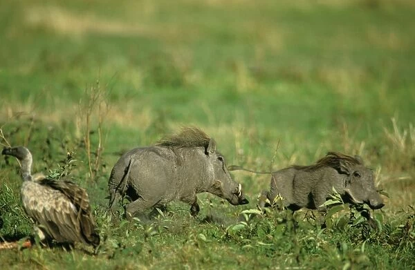 Warthog - one chasing another - Masai Mara National Reserve - Kenya JFL16153