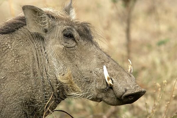 Warthog - close-up of head. South Luangwa Valley National Park - Zambia - Africa