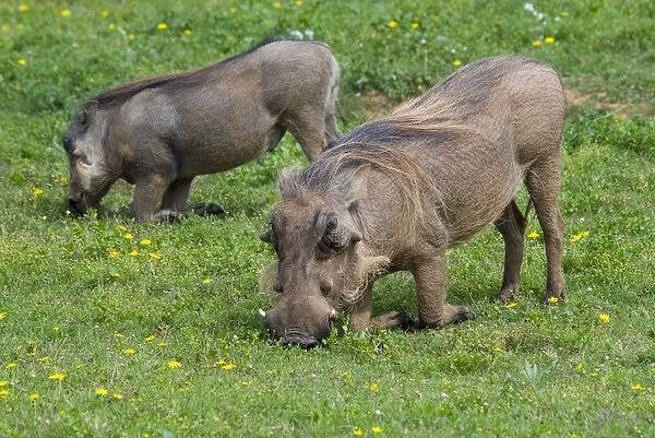 Warthog - grazing while kneeling. Diurnal, and only pig adapted for grazing and savanna habitats. Occurs in Northern and Southern Savanna areas of Africa. Addo Elephant National Park, Eastern Cape, South Africa