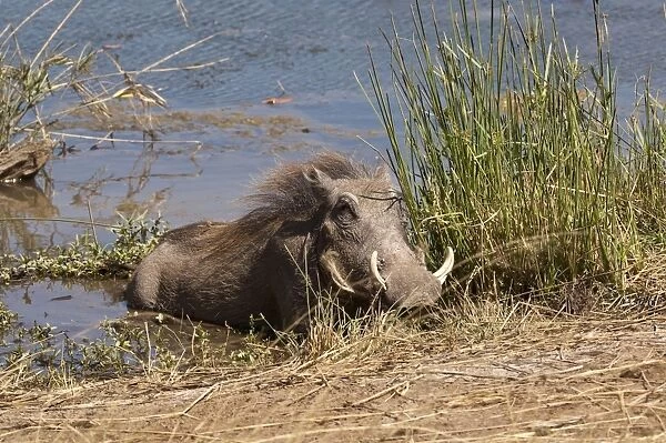 Warthog - lying at edge of waterhole - Mashatu Game Reserve - Botswana
