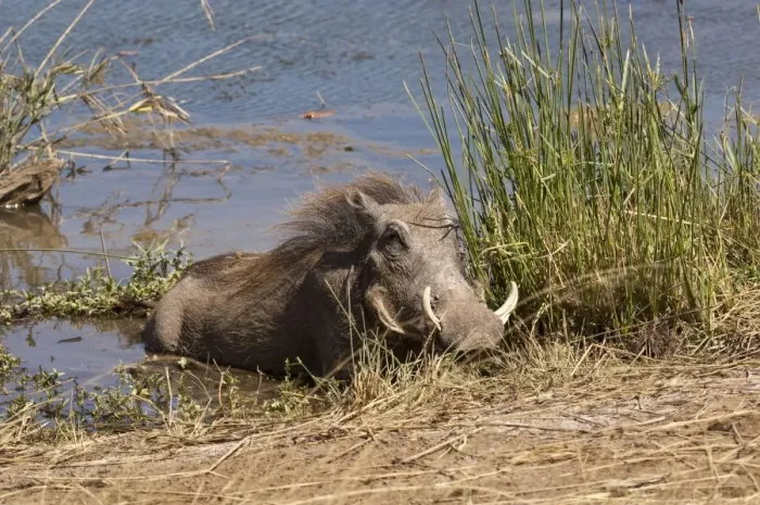 Framed Print : Warthog - lying at edge of waterhole - Mashatu Game Reserve - Botswana Framed Print : Warthog - lying at edge of waterhole - Mashatu Game Reserve - Botswana