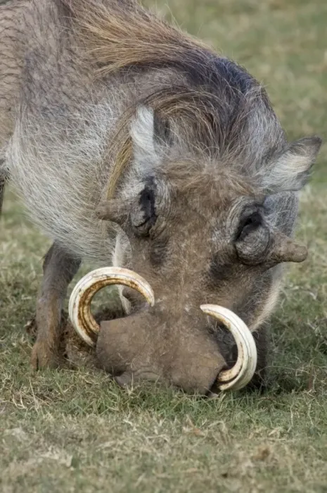Framed Print : Warthog male with large tusks. Rooting for underground tubers. Addo Elephant National Park, E. Cape, South Africa Framed Print : Warthog male with large tusks. Rooting for underground tubers. Addo Elephant National Park, E. Cape, South Africa