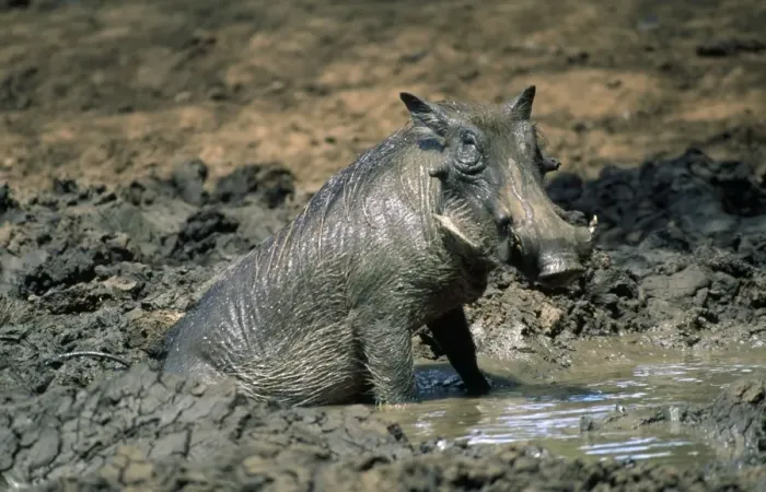 Framed Print : Warthog - male - in mud Framed Print : Warthog - male - in mud