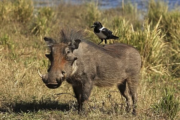 warthog with pied crow on his back, Chobe NP, Botswana