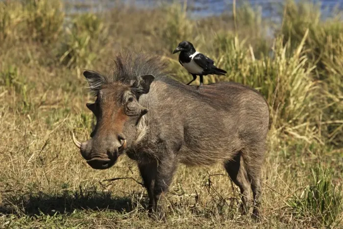 Framed Print : warthog with pied crow on his back, Chobe NP, Botswana Framed Print : warthog with pied crow on his back, Chobe NP, Botswana