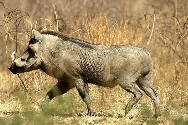 Warthog. South Luangwa Valley National Park - Zambia - Africa
