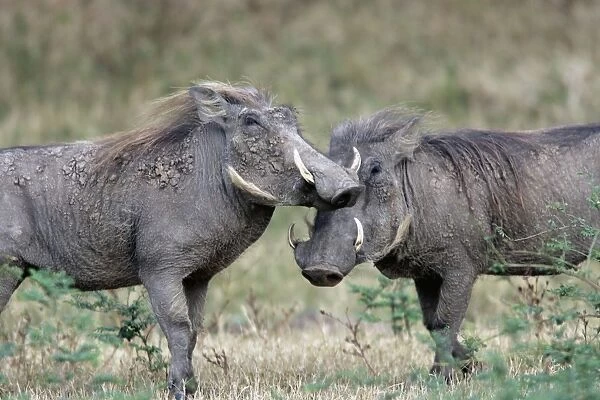 Warthog -two. South Luangwa Valley National Park - Zambia - Africa