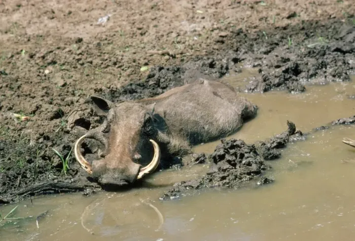 Framed Print : Warthog - wallowing Framed Print : Warthog - wallowing