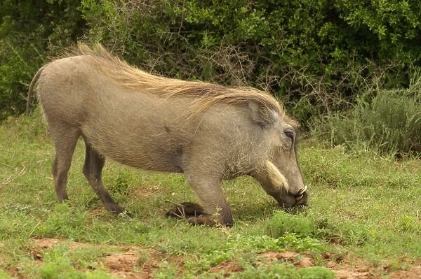 Warthog - Warthog grazing in typical kneeling position, Addo Elephant National Park, Eastern Cape, South Africa
