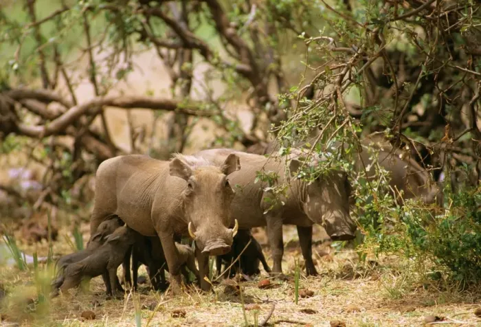 Framed Print : Warthog - with young feeding - Kenya JFL03961 Framed Print : Warthog - with young feeding - Kenya JFL03961