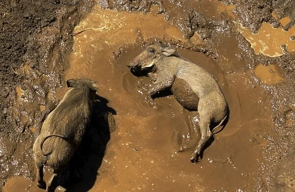 Warthogs - wallowing in mud